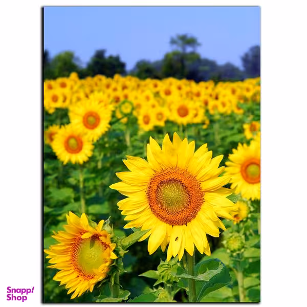 تابلو شاسی بکلیت طرح مزرعه آفتابگردان مدل SH-S1111