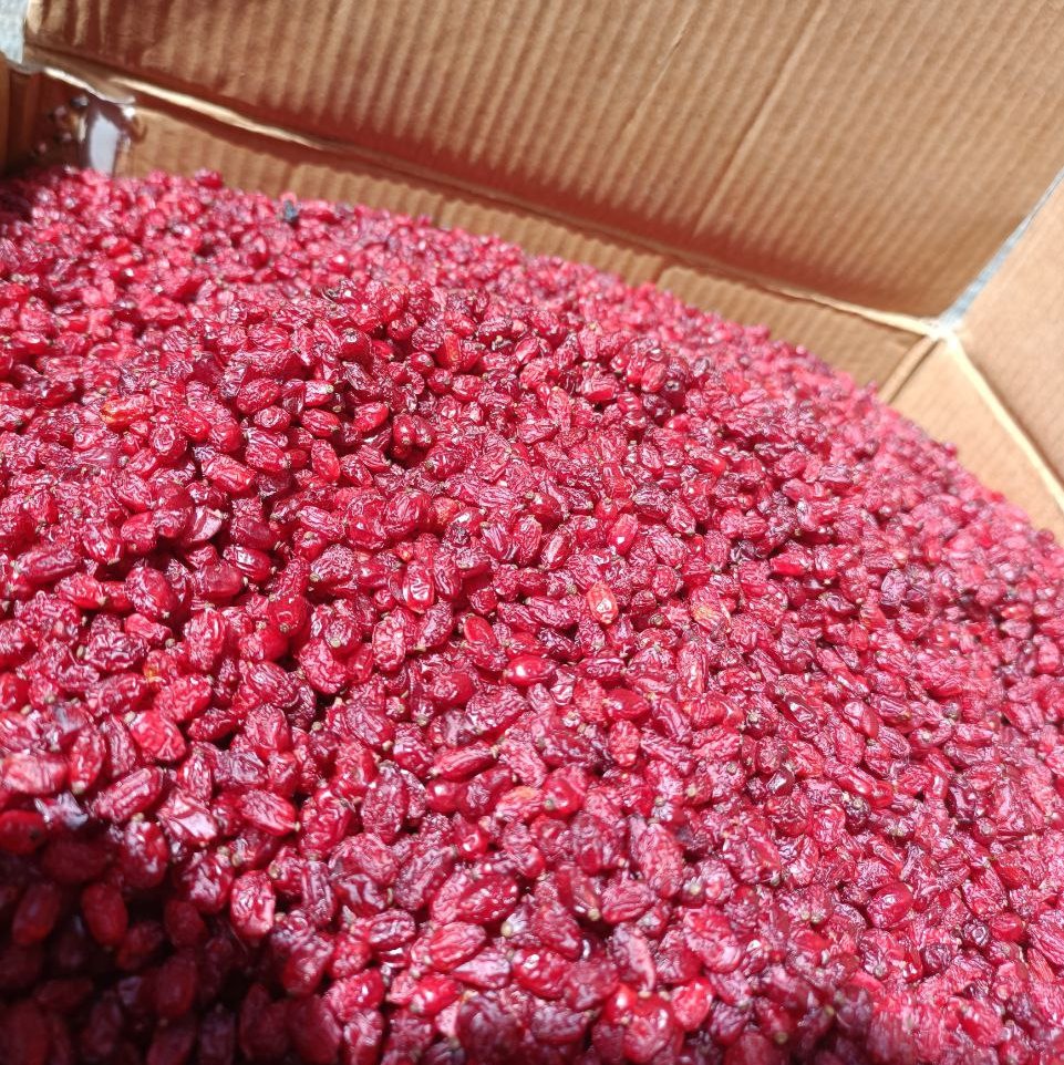 زرشک درجه یک قائنات خرید مستقیم از کشاورز