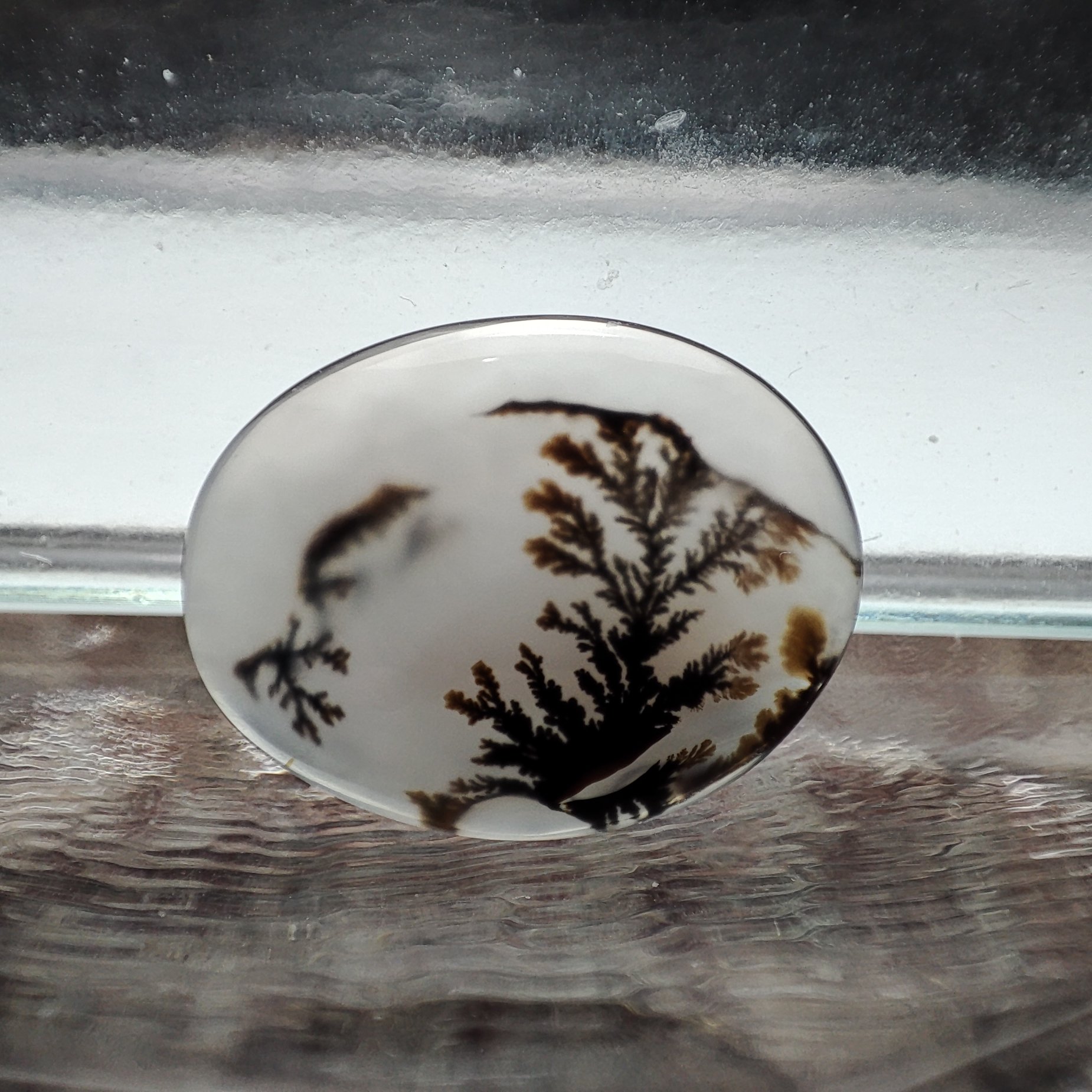 شجر قائن طبیعی و معدنی کد 527