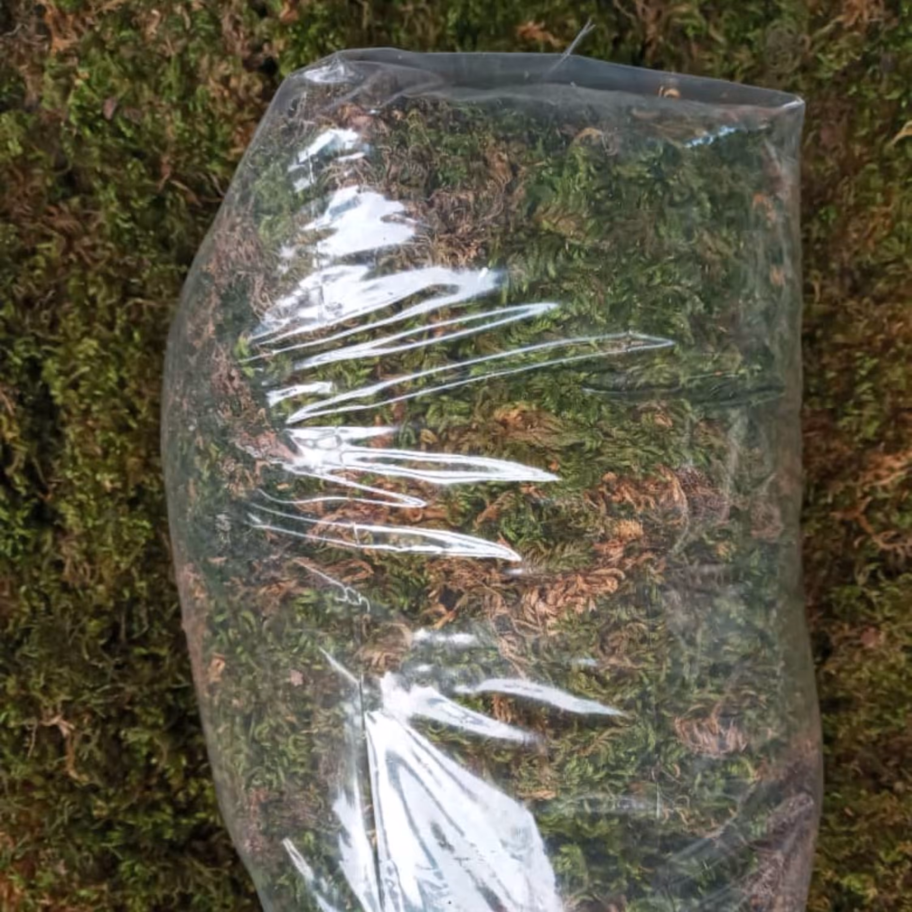 خزه اسفاگنوم (بدون رطوبت)