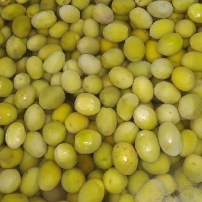 زیتون با هسته ، زرده زیتون ،محصول طارم