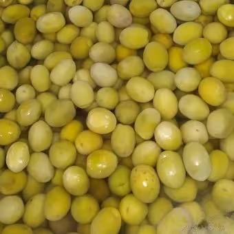 زیتون با هسته ، زرده زیتون ،محصول طارم