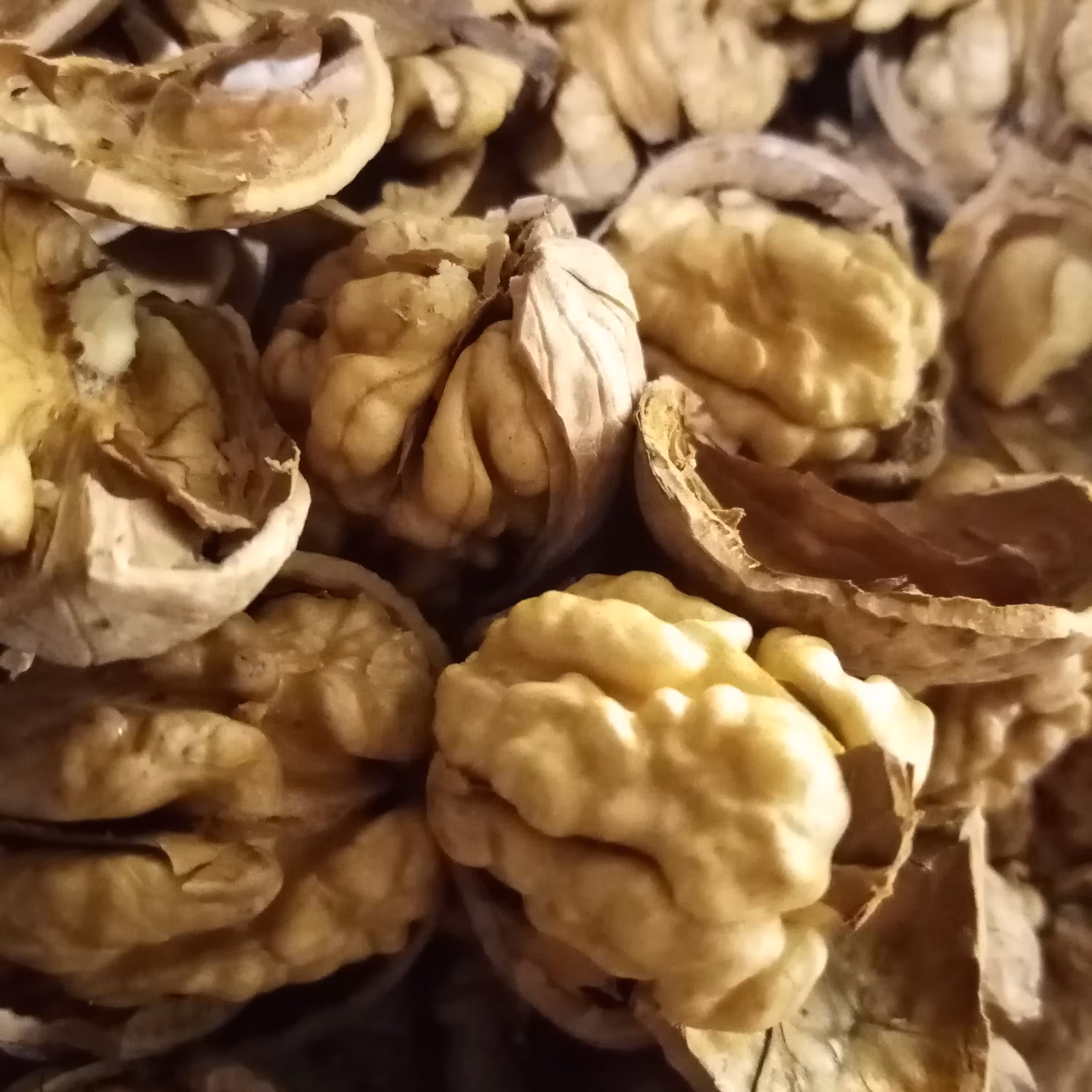 مغز  گردو پر چرب ارگانیک طبیعی از لحاظ سایز درشت و سفید شیری و پرچرب و تو پر و لذیذ