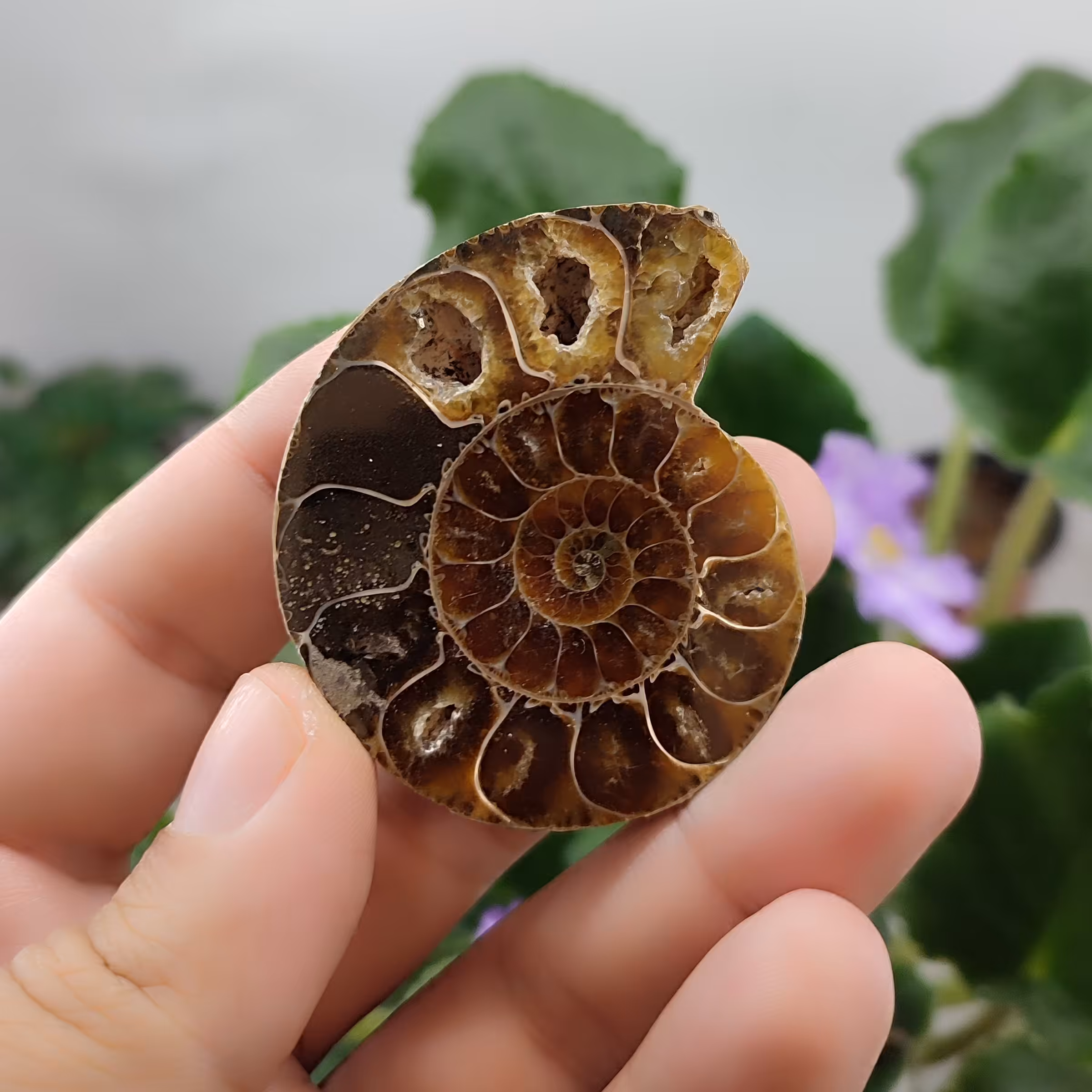  فسیل آمونیت کد5