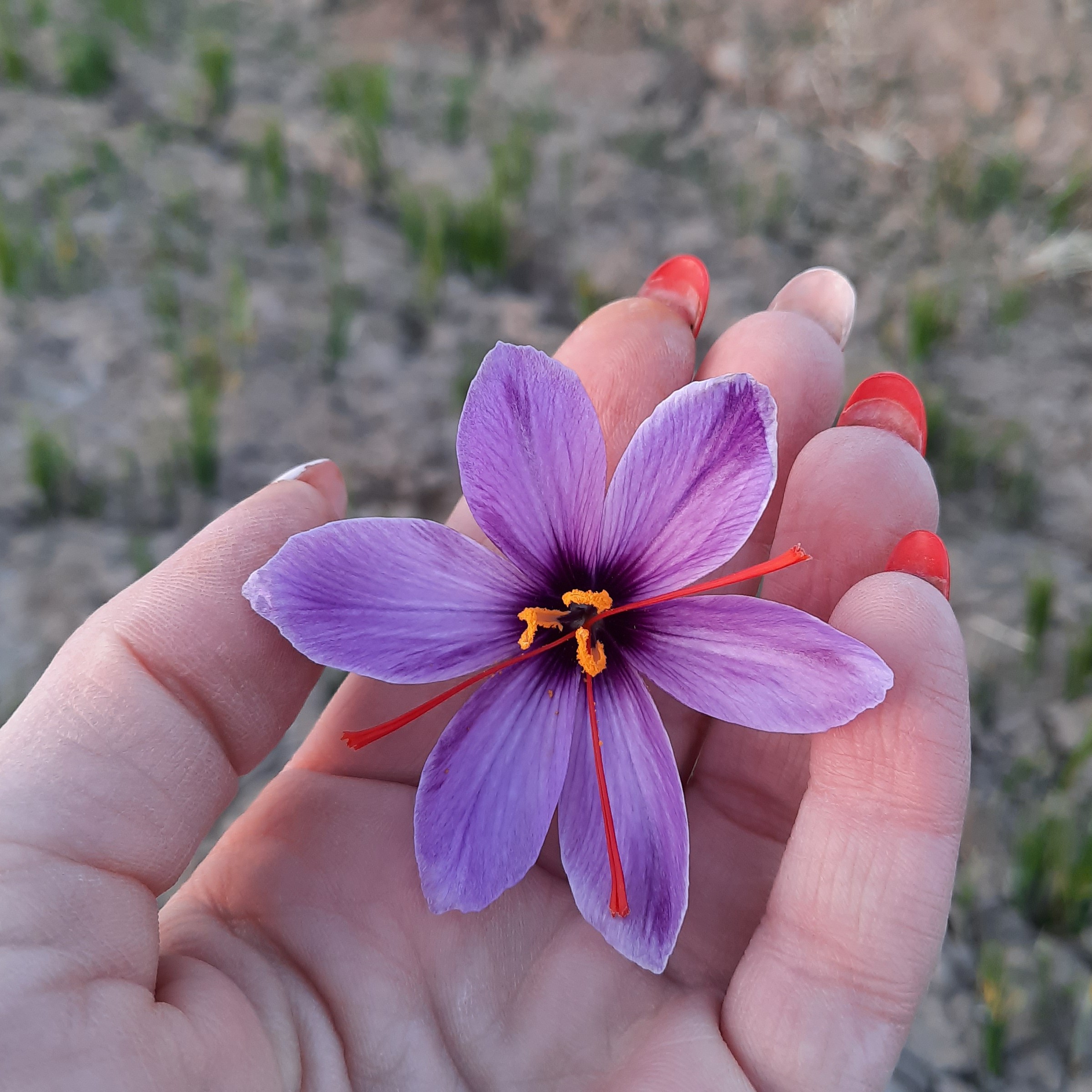 عطرا زعفران