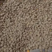 عدس سبز درشت ممتاز برکت خوشپخت پاک شده تمیز درجه یک