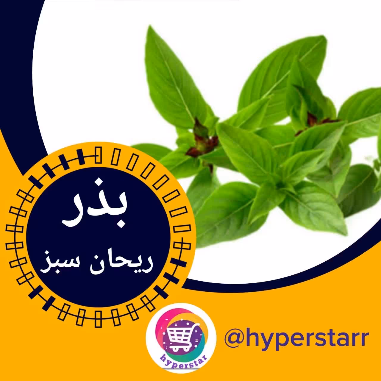 بذر ریحان سبز 