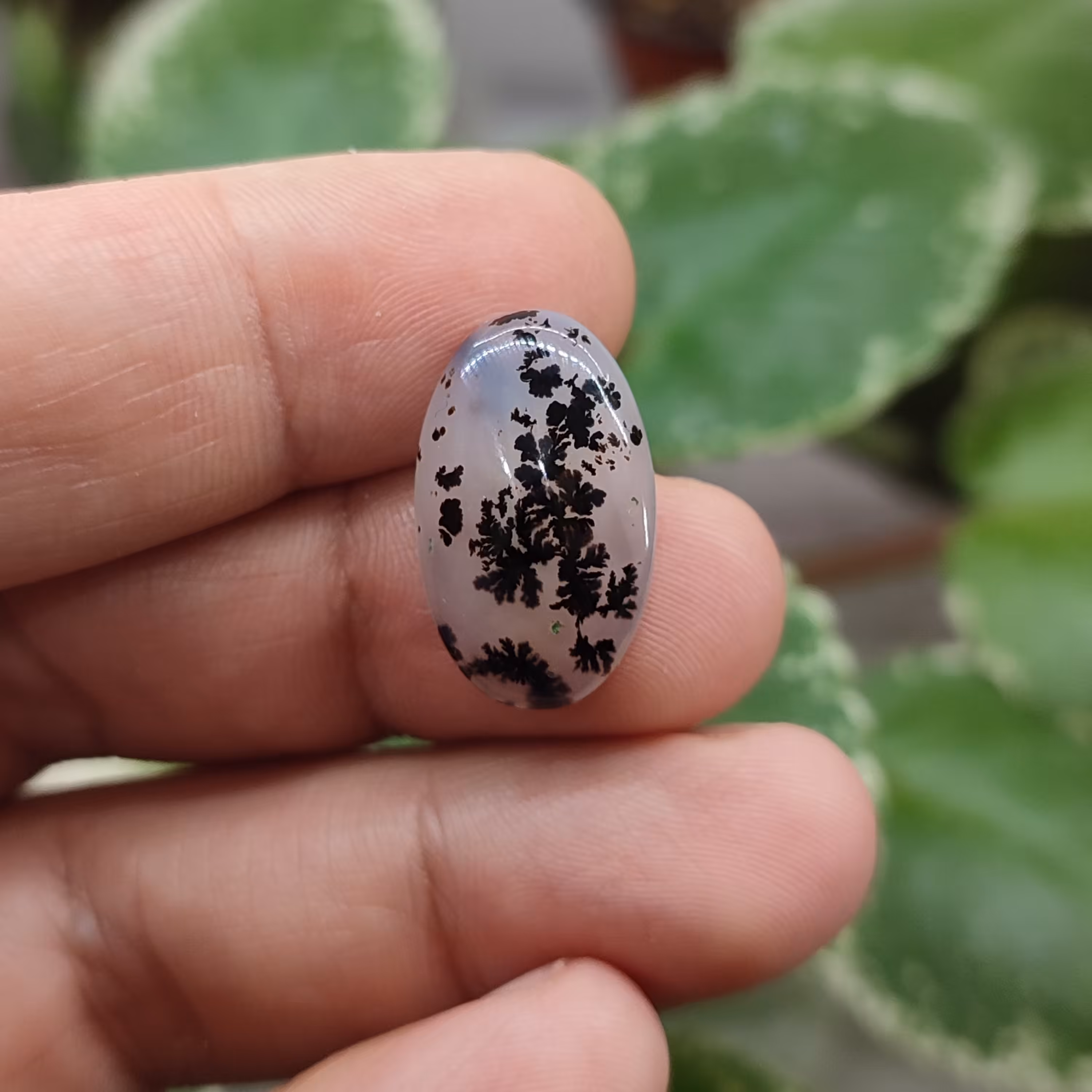  شجر قائن کد7