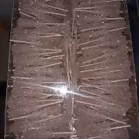 نبات چوبی سفید