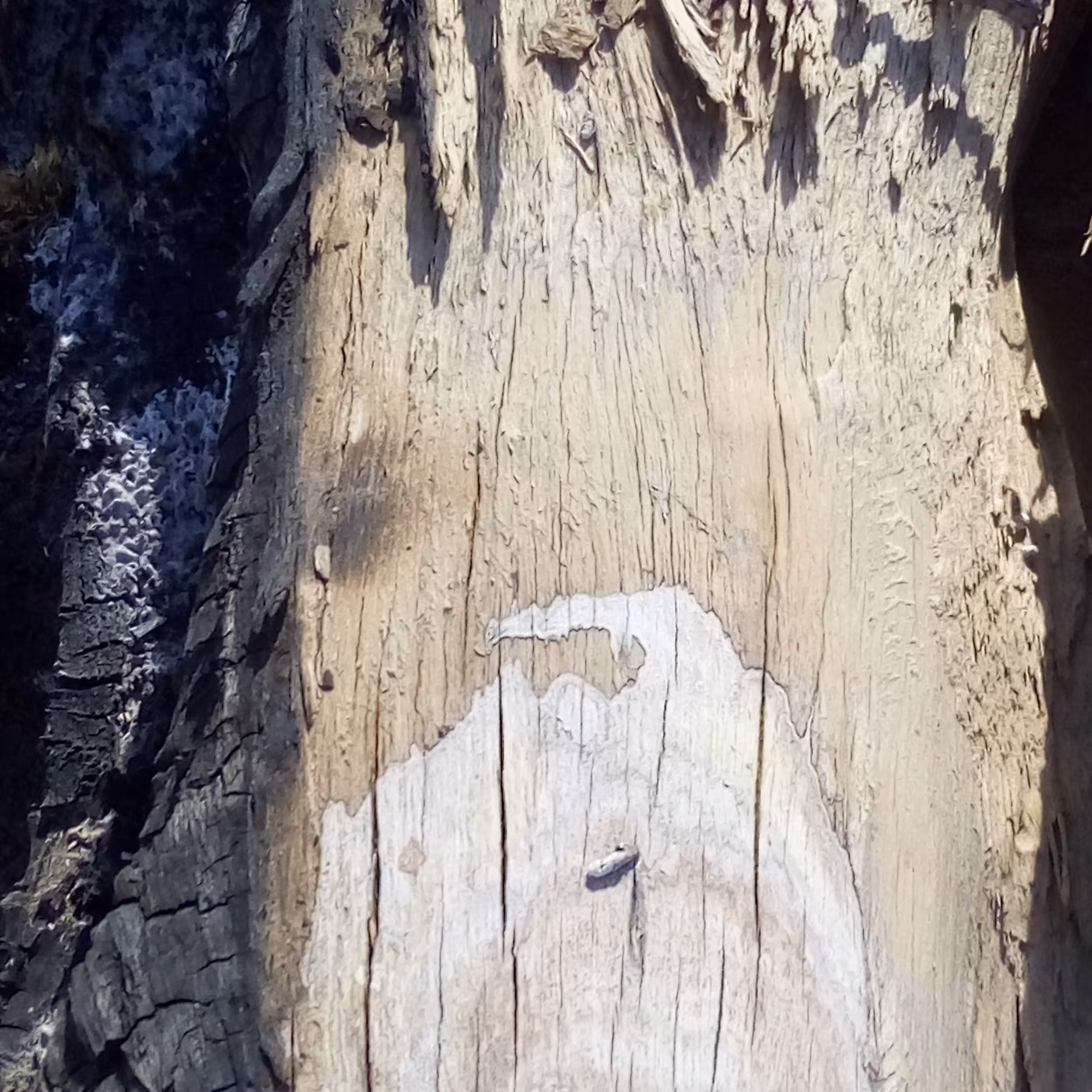 زغال کبابی بدون یک زره خاک یک کیلوگرم