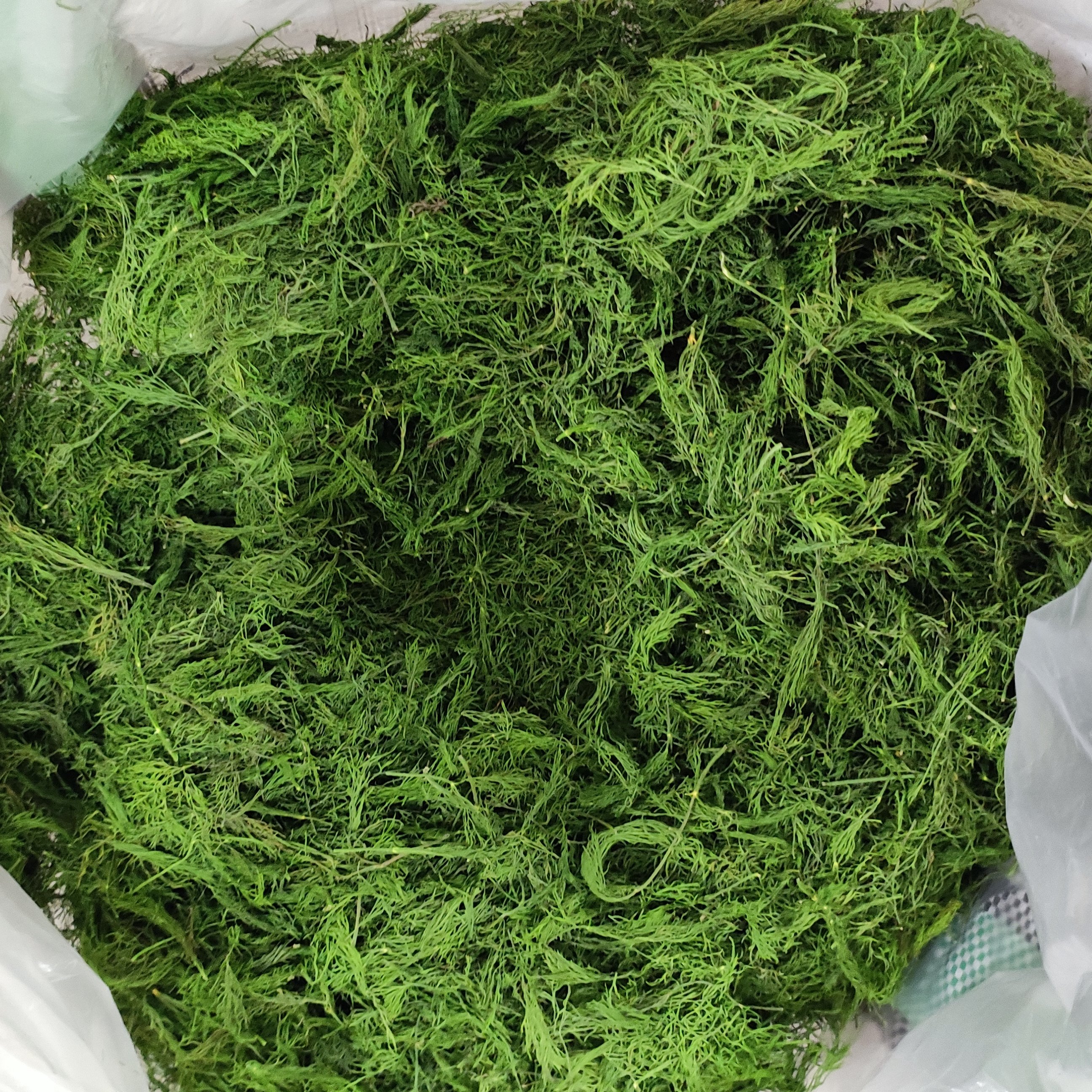 شوید پفکی شسته شده 80گرم خالص