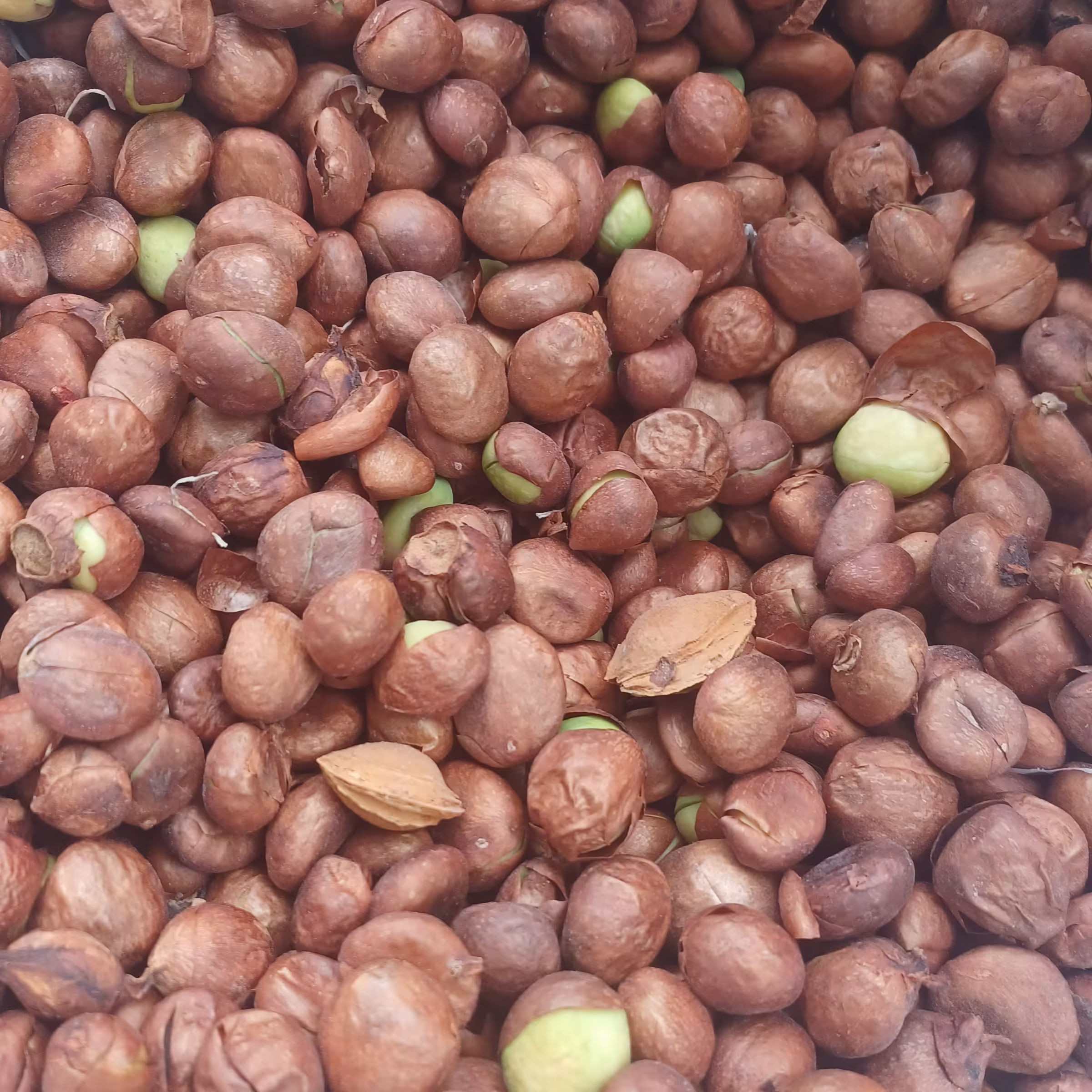 بذر ازگیل ژاپنی