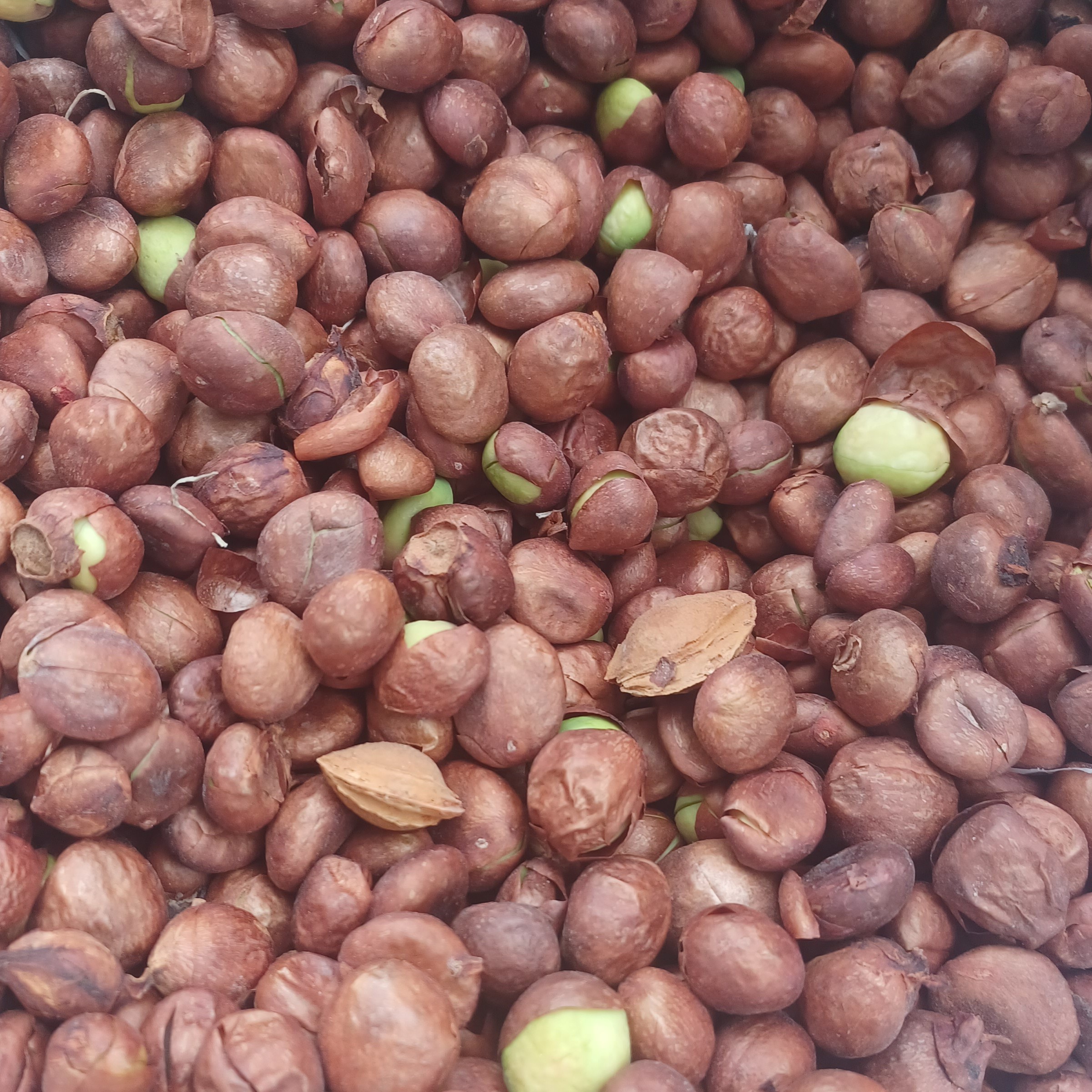 بذر ازگیل ژاپنی