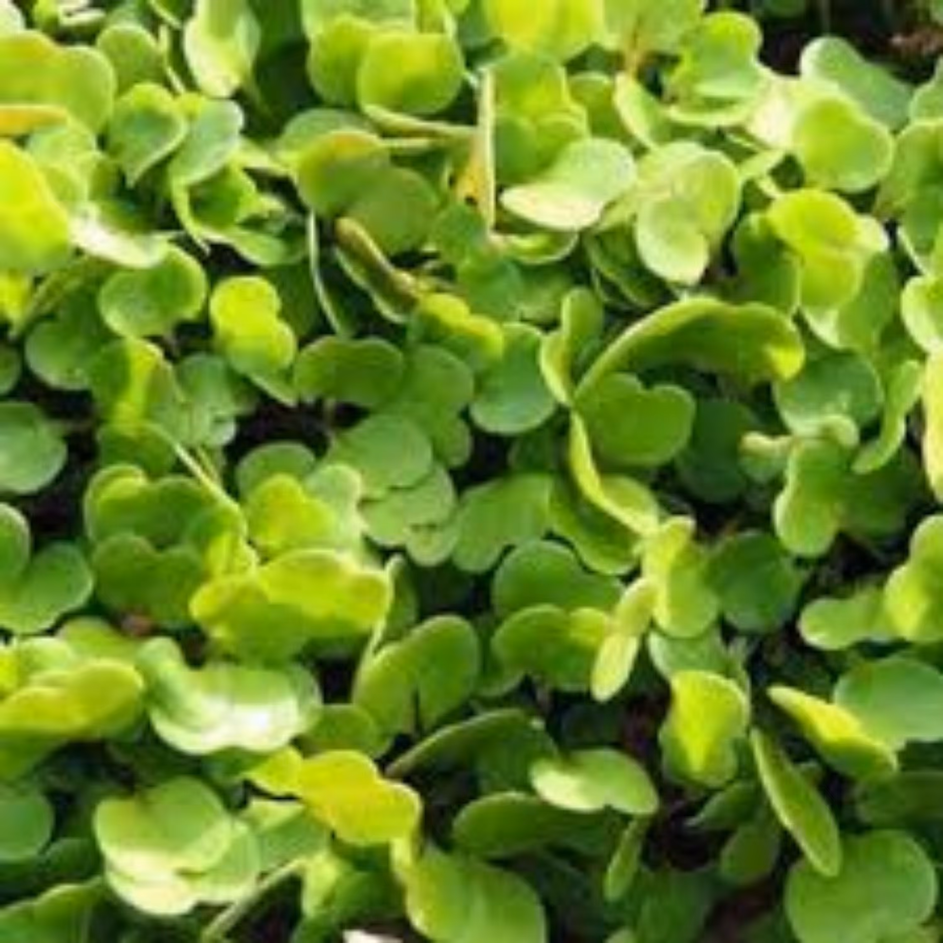 بذر میکروگرین آرگولا 20گرمی