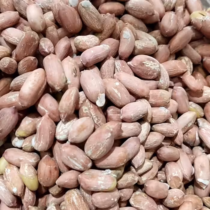 بادام زمینی درشت و دو الکه آستانه امسالی و درجه یک 5 کیلوگرمی