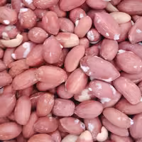 بادام زمینی آستانه اشرفیه 500گرم