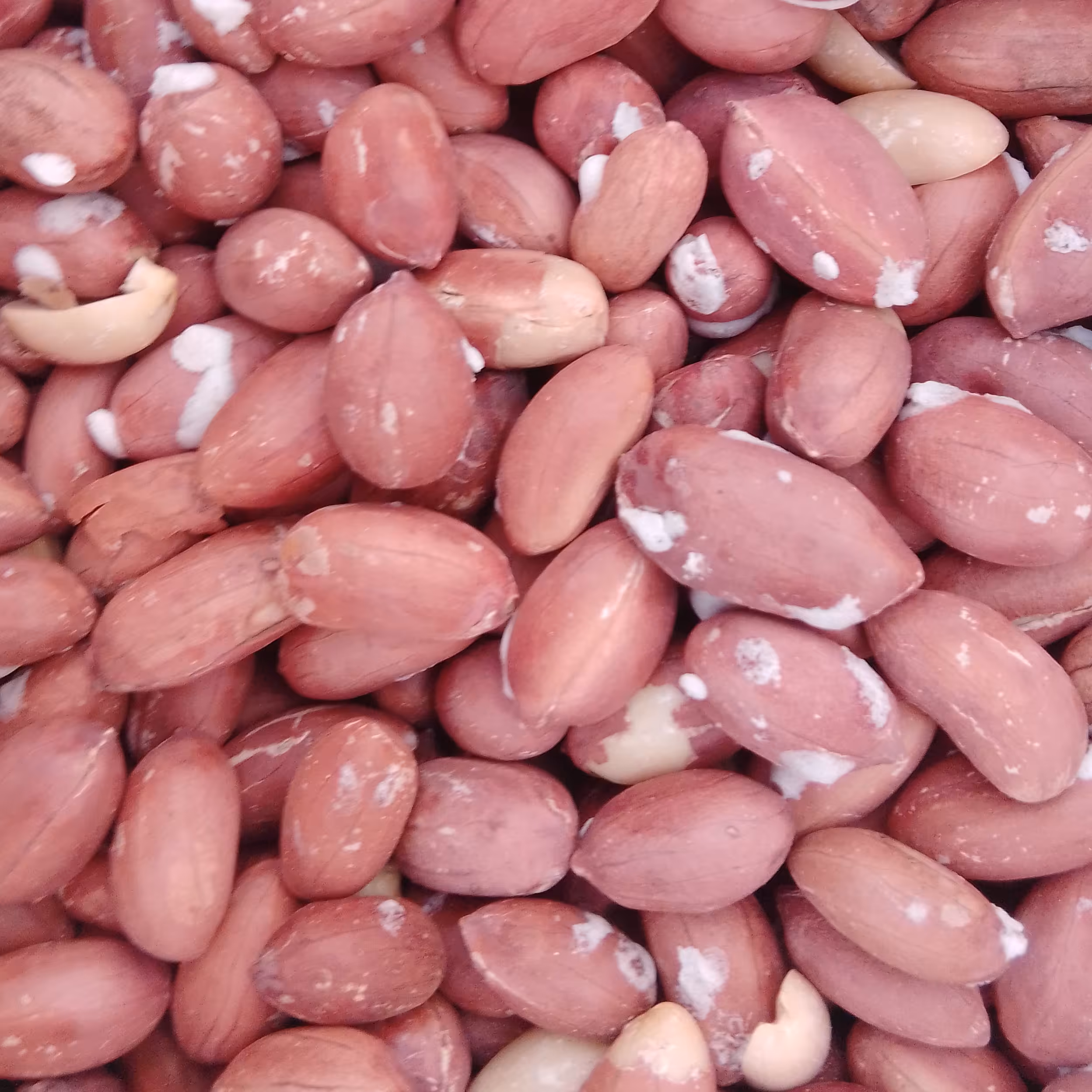 بادام زمینی آستانه اشرفیه 500گرم