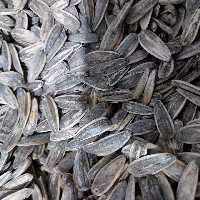 تخمه آفتابگردان برشته پودری بسته 500گرمی