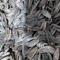 تخمه آفتابگردان برشته پودری بسته 500گرمی