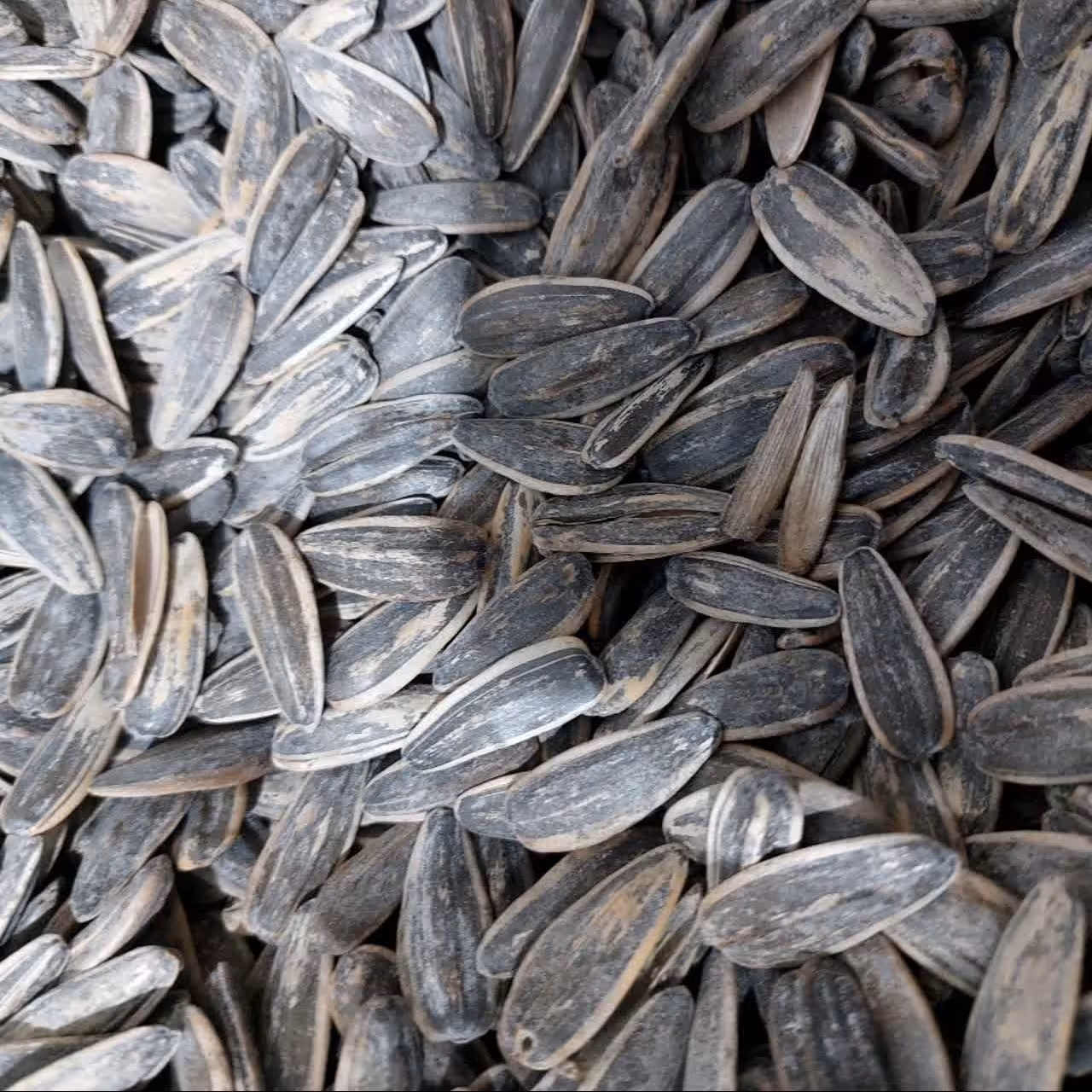 تخمه آفتابگردان برشته پودری بسته 500گرمی