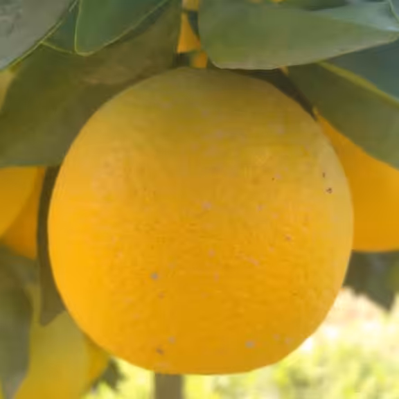 بذرپرتقال تمیز10گرمی