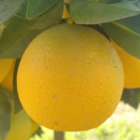 بذرپرتقال تمیز10گرمی