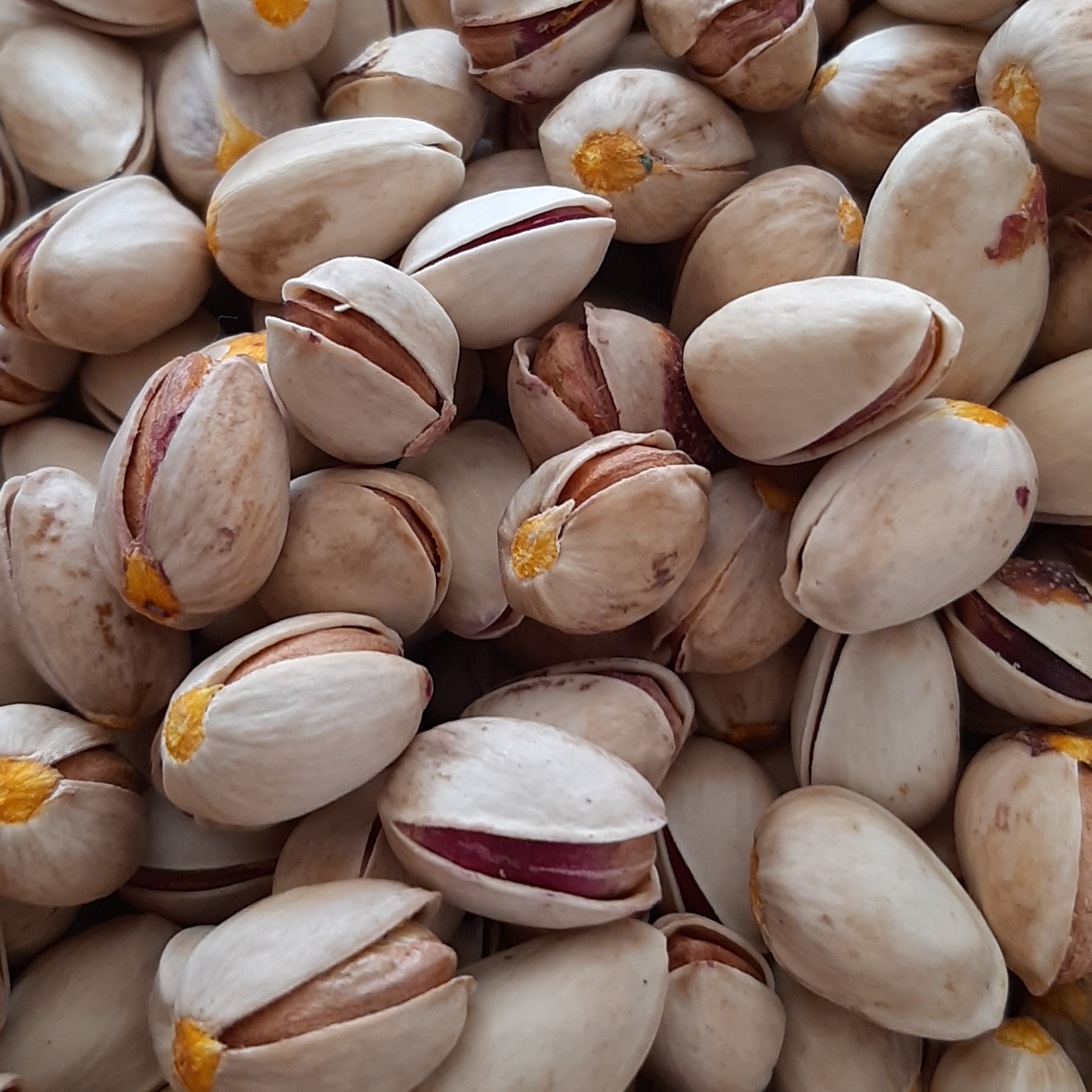 پسته فندقی (خشک امساله یکدست دهن باز) یک کیلوی