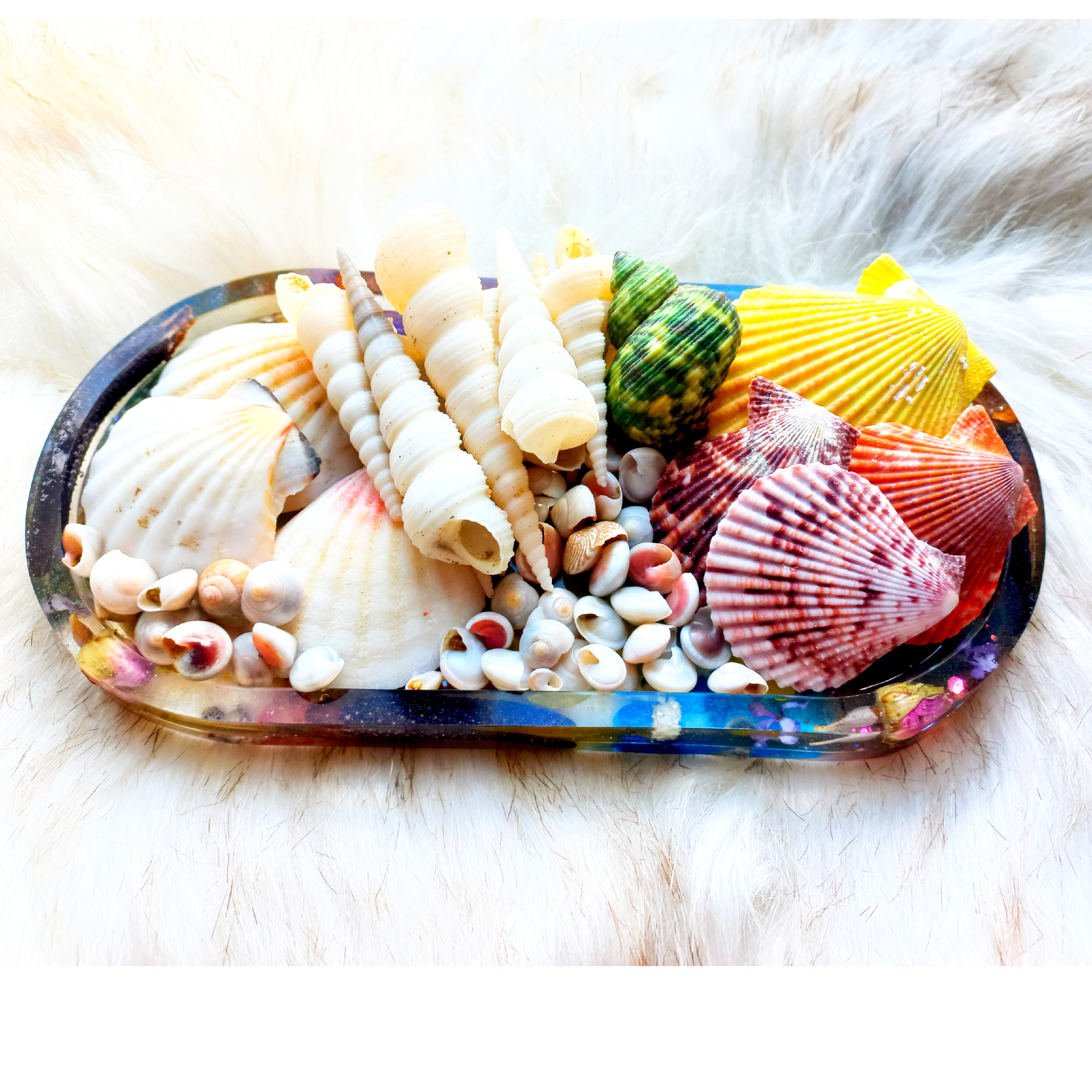 پک صدف های طبیعی