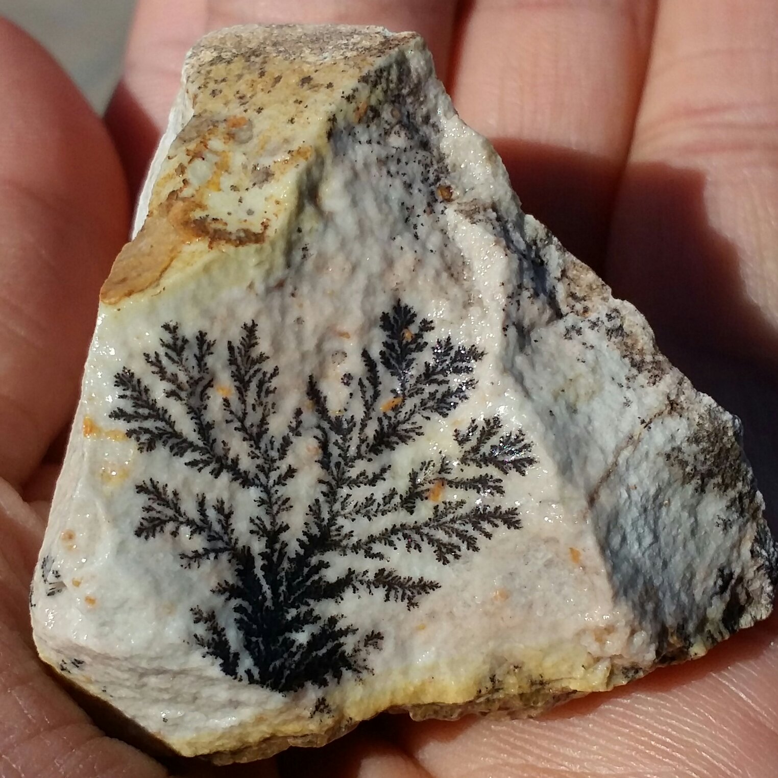 سنگ راف 100 در 100 طبیعی شجر دندریتی یا فسیلی تک درخت خاص شاهکار خلقت
شجر واضح
نمونه ای بسیااار  زیبا
دیدنییی