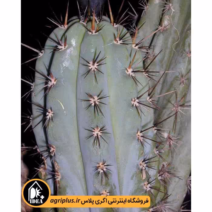 بذر کاکتوس Trichocereus Macrogonus