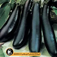 بذر بادمجان قلمی لانگ سوئیت 621 پاسارگاد