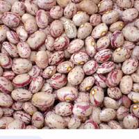 لوبیاچیتی2کیلوگرمی خوشپخت