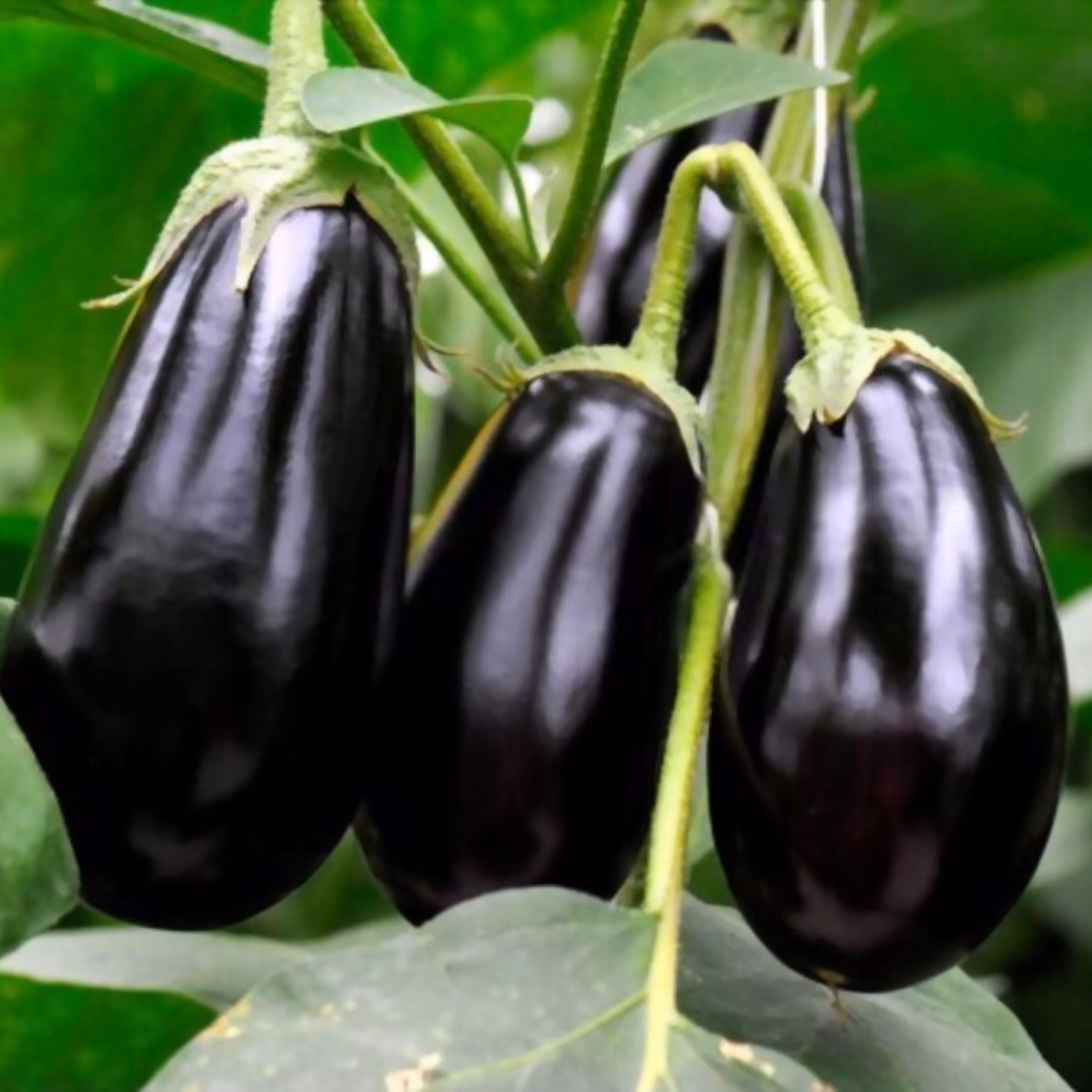 بذر بادمجان مشکی درختی
