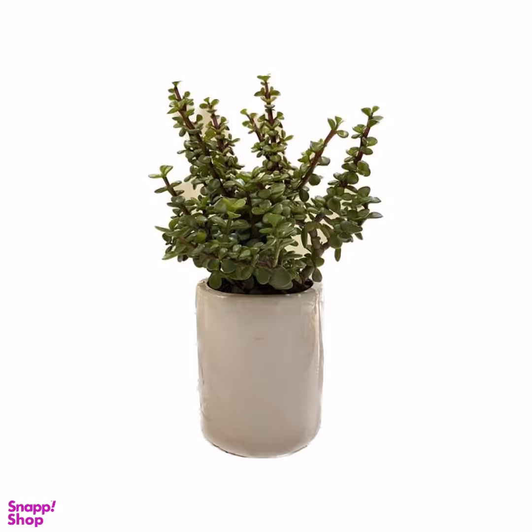 گیاه طبیعی خرفه ای به همراه گلدان