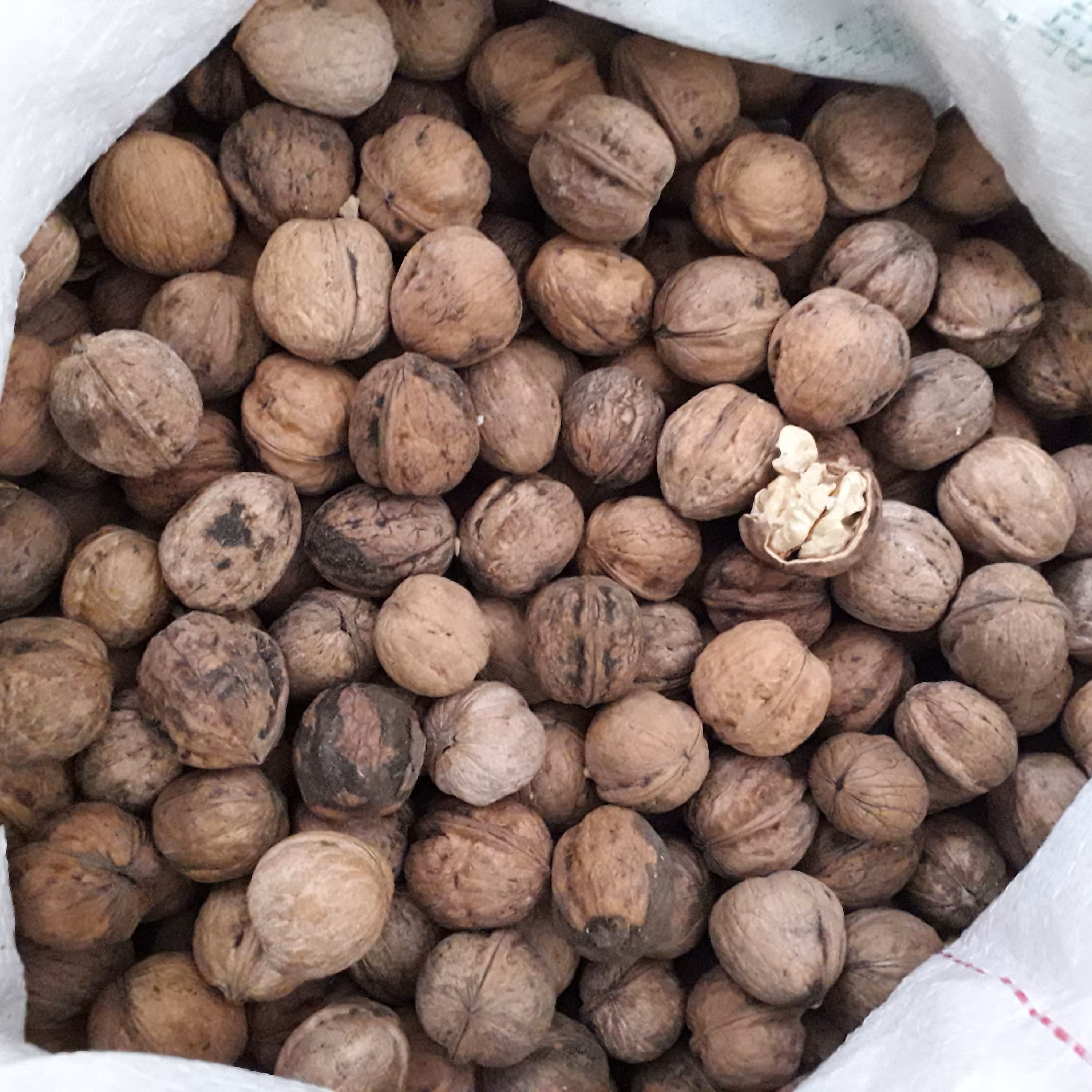 گردو سایز ریز اقتصادی تویسرکان