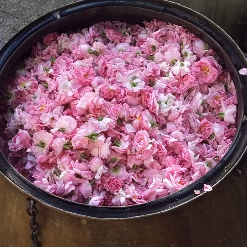 گلاب سنتی تولید شده با دیگهای مسی وبا آب چشمه