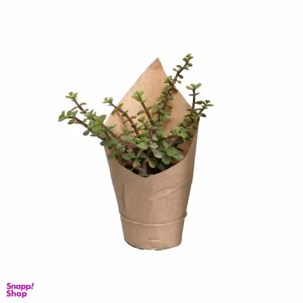 گیاه طبیعی کراسولا خرفه ای کد gs14