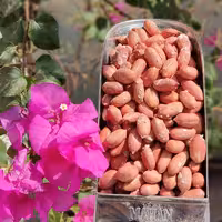 بادام زمینی نمکی 500 گرمی 