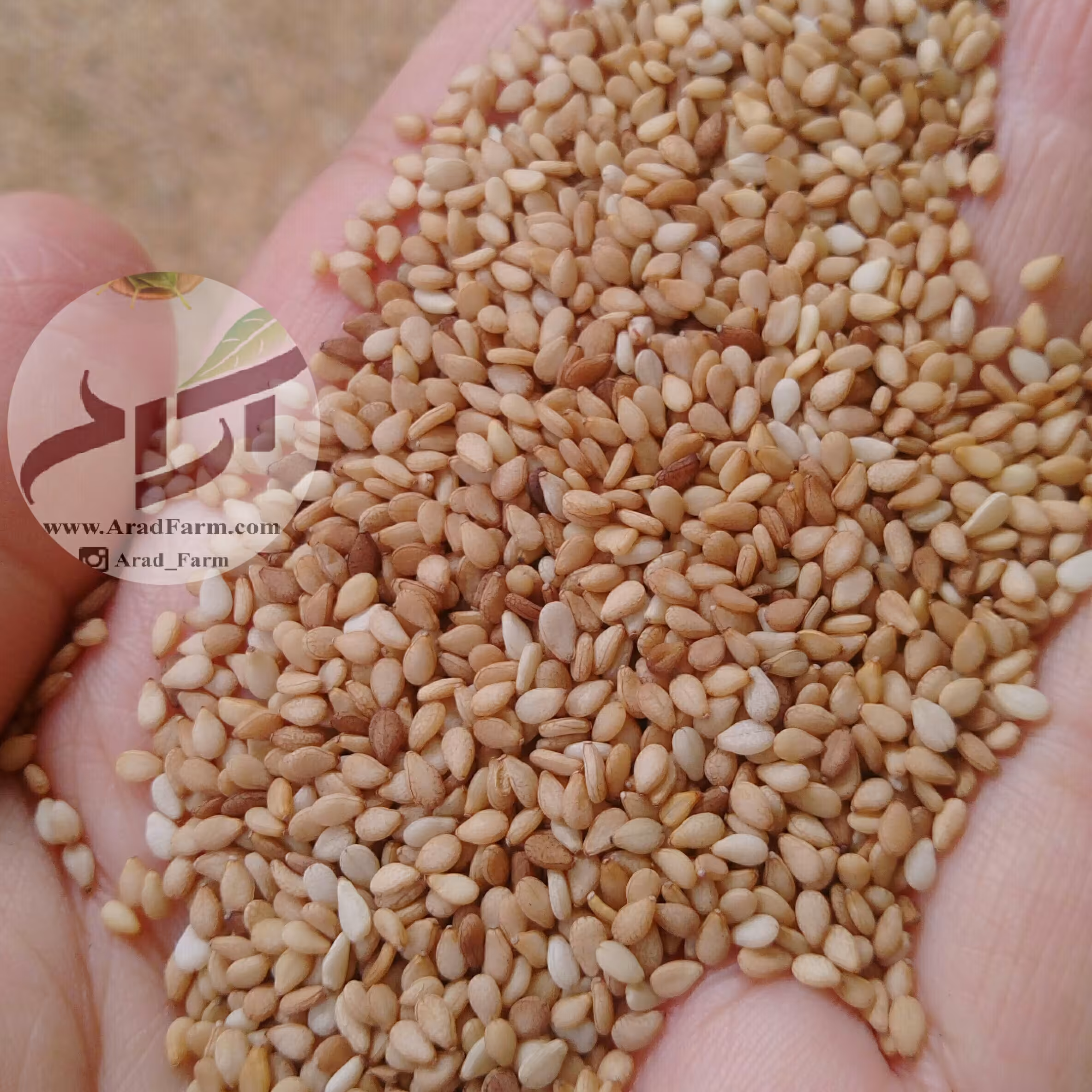 کنجد تازه اعلا  یک کیلویی