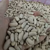 لوبیا کشاورزی دست چین