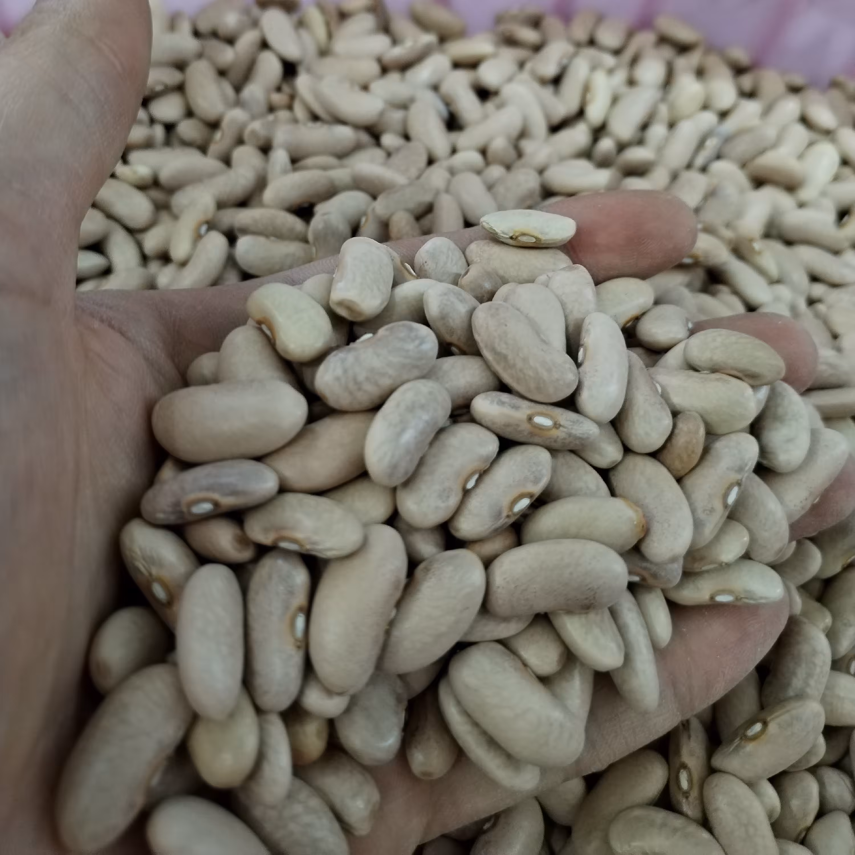 لوبیا کشاورزی دست چین