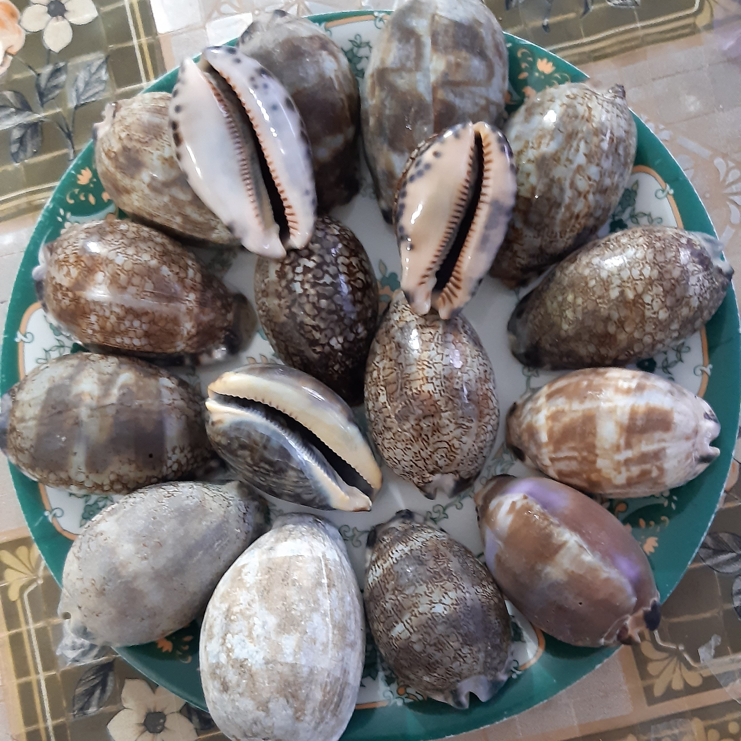 صدف گور خاص بزرگ (صدای دریا)