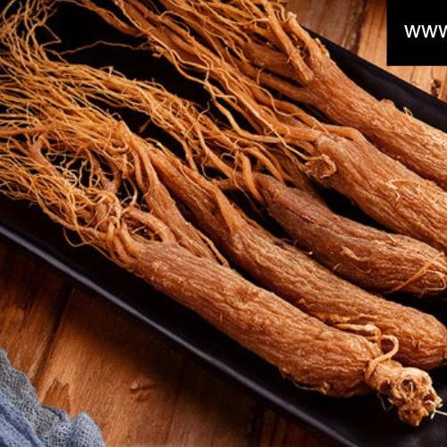 پودر عصاره ریشه قرمز 6 ساله 50 گرمی