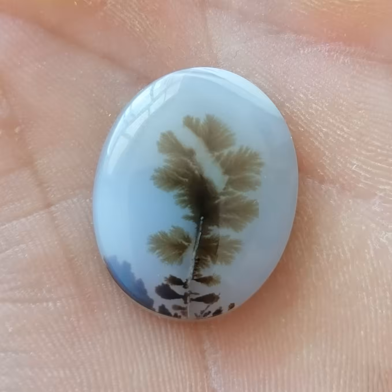 شجر   تک درخت  