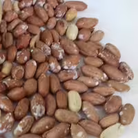 بادام زمینی آستانه نمکی 400 گرمی(تازه برداشت 1403)