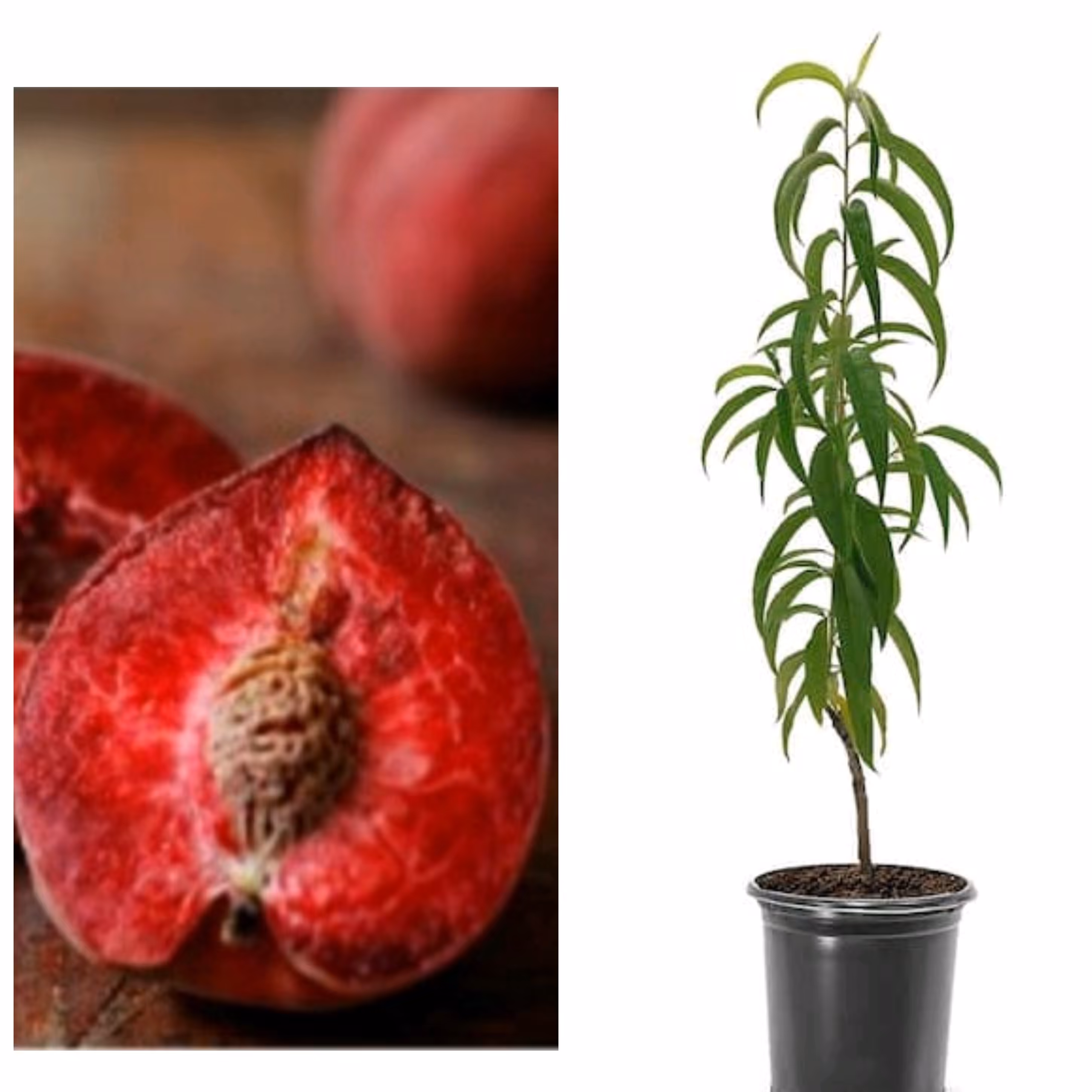 نهال هلو قرمز