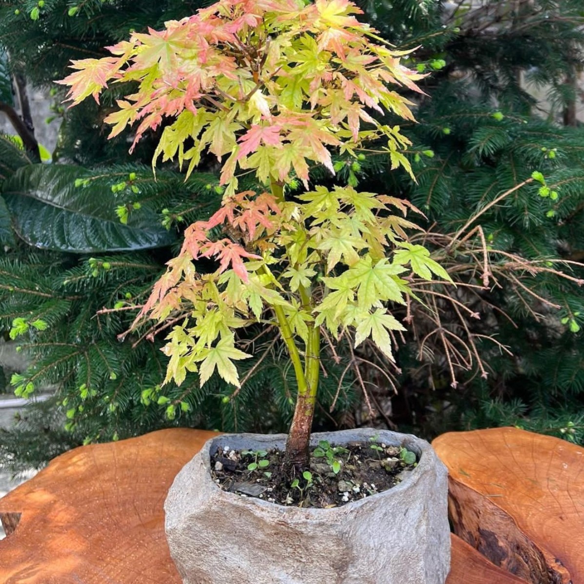 افرا سبز بسیار خوشرنگ با تاج بسیار زیبا در گلدان پر طرفدار طرح سنگ کد 92
اگر دنبال ی هدیه خوشگل برای عاشق گل و گیاه.