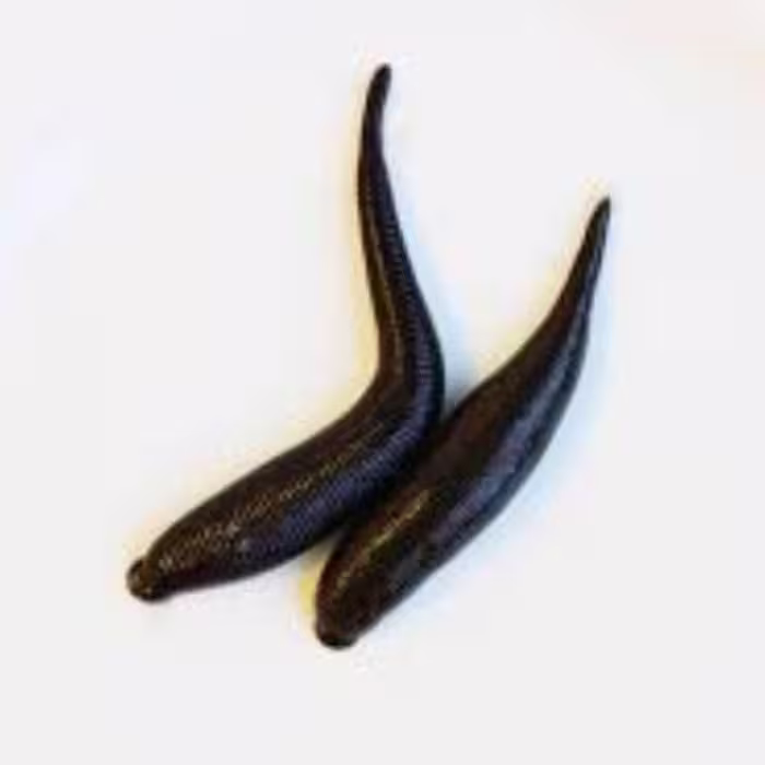 زالوی زنده طبی