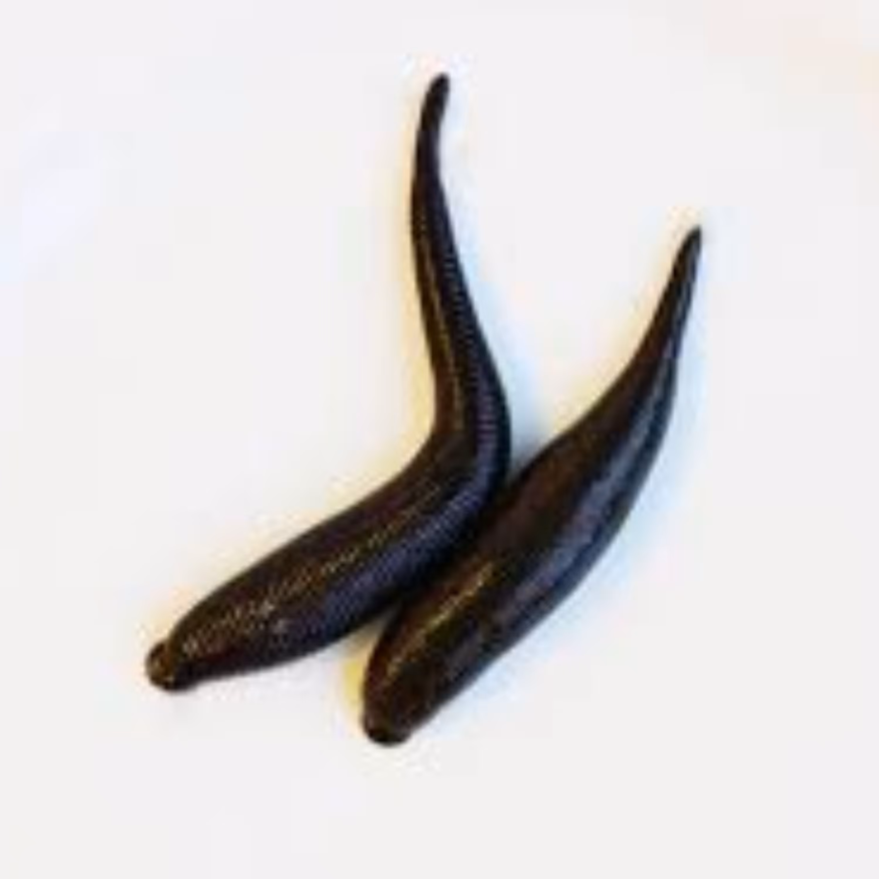 زالوی زنده طبی