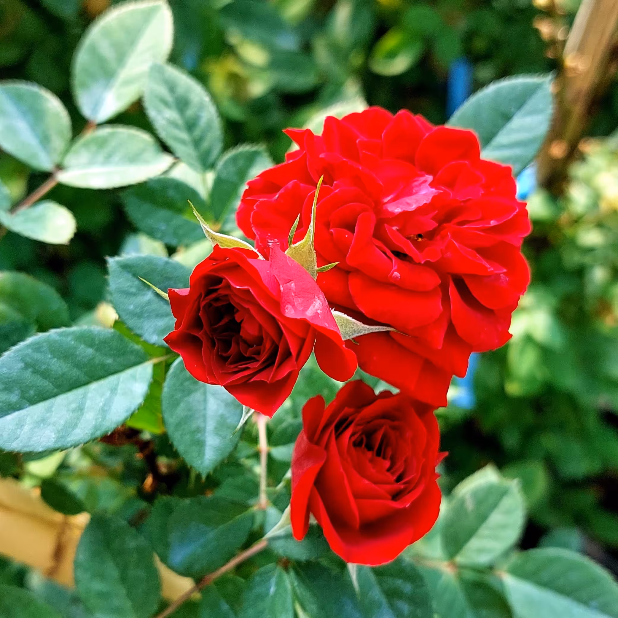 گل رز رونده هلندی ساناز قرمز با ارتفاع حدود 90 سانتی 